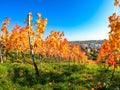 View of the city of Asperg through vineyards Royalty Free Stock Photo