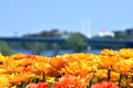 View of city park landscape with blooming tulip flowers in field Royalty Free Stock Photo