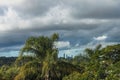 View of cityscape of Brisbane Australia through tropical trees in the suburbs under stormy skies Royalty Free Stock Photo