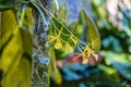 A view of a Clamshell Orchid in a garden near Fort Lauderdale, Florida