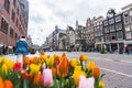 View of classic Amsterdam street with beautiful colourful tulips in the foreground. Cloudy day over the Netherlands.