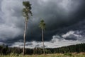 View of cleared forest on a cloudy day Royalty Free Stock Photo