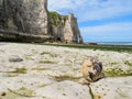 View of the cliffs and the beach on a low tide Royalty Free Stock Photo