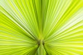 Close up abstract shot of green fan palm leaf with blurred converging lines towards the stem