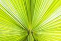Close up abstract shot of green fan palm leaf with converging lines towards the stem