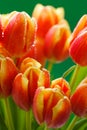 View close-up of buds on red tulips