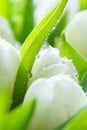 View close-up of buds on white tulips