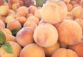 View close-up of fresh peaches. Juicy peaches. A lot of peaches. Heap of peaches.