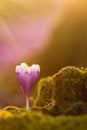 View of close-up magic blooming spring flowers crocus in amazing sunlight. Beautiful spring. Beautiful nature landscape. Magic nat Royalty Free Stock Photo