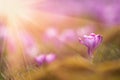 View of close-up magic blooming spring flowers crocus in amazing sunlight. Beautiful spring. Beautiful nature landscape