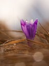 View of close-up magic blooming spring flowers crocus growing from grass Royalty Free Stock Photo