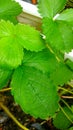 View close up of photo strawberry leaves