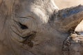 Close up of a portrait of a rhinoceros