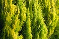 Section of bright green conifer plants