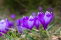 View of close-up spring flowers crocus. Royalty Free Stock Photo