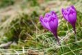 View of close-up spring flowers crocus. Royalty Free Stock Photo