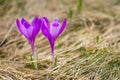 View of close-up spring flowers crocus. Royalty Free Stock Photo