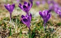 View of close-up spring flowers violet crocus. Royalty Free Stock Photo