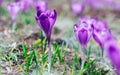 View of close-up spring flowers violet crocus. Royalty Free Stock Photo