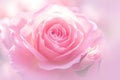 view Close up view of a stunning and fresh pink rose bloom Royalty Free Stock Photo