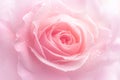view Close up view of a stunning and fresh pink rose bloom Royalty Free Stock Photo