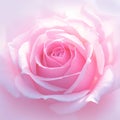 view Close up view of a stunning and fresh pink rose bloom Royalty Free Stock Photo