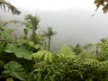 View of the clouds on the top of Mount Scenery in Saba, Dutch Caribbean