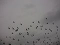 View of cloudy sky with silhouette of flying pigeons by an open public square