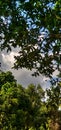 view of cloudy sky and trees, coconut trees Royalty Free Stock Photo