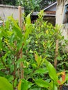 a view of cloves plant beetwen house wall