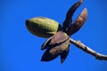 GREEN UNOPENED PECAN NUT WITH OPEN DRY HUSKS