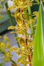 Grammatophyllum scriptum orchids