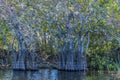 A view of a cluster of mangrove trees in a channel in the Everglades, Florida