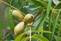 PECAN NUTS ON A TREE IN A GARDEN Royalty Free Stock Photo