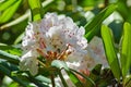 Cluster of White Rhododendron Wildflowers