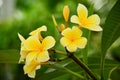 Bright Yellow Plumeria Blossoms in a Tropical Garden Royalty Free Stock Photo