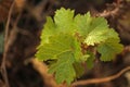 CLUSTER OF GRAPE VINE LEAVES IN A GARDEN Royalty Free Stock Photo