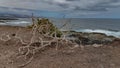 Nature in the Isleta area of Gran Canaria. Royalty Free Stock Photo
