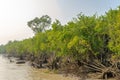 View of the coast of Pashur river with mangroves - Sundarbans,Bangladesh Royalty Free Stock Photo