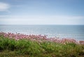 View from the coast path in north Devon, England, UK. With Armeria maritima flowers aka Sea Thrift. Royalty Free Stock Photo