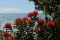 Pohutakawa flowers growing on a West Coast beach Royalty Free Stock Photo