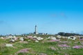 View from coastal fields with flowers towards the phare of Ile de Batz, France