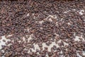 A view of cocao beans after removal from the pod and drying in La Fortuna, Costa Rica