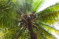 View of the coconut palm from below in the light of the sun in the sunlight. Royalty Free Stock Photo