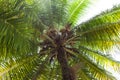 View of the coconut palm from below in the light of the sun in the sunlight.