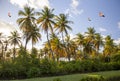 A view of coconut palms with soaring birds against a blue sky in the background light of the setting sun. Royalty Free Stock Photo