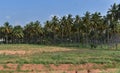 View of coconut plantation under blue sky Royalty Free Stock Photo