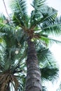 view of coconut tree from below Royalty Free Stock Photo