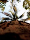 view of a coconut tree from below Royalty Free Stock Photo