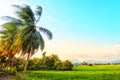 View of coconut tree and blue sky in the morning